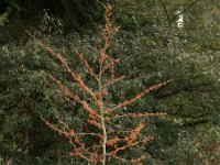Hamamelis Spanish Spider 2015 02 07 3220